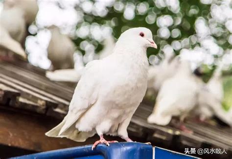 鴿子預兆|白鴿飛入屋有什麼預兆 白鴿飛入屋是吉是凶